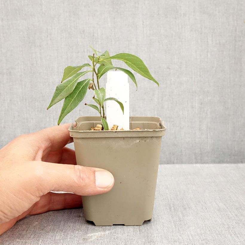Amostra de Amsonia tabernaemontana Storm Cloud Vaso de 8/9 cm tal como entregue no outono