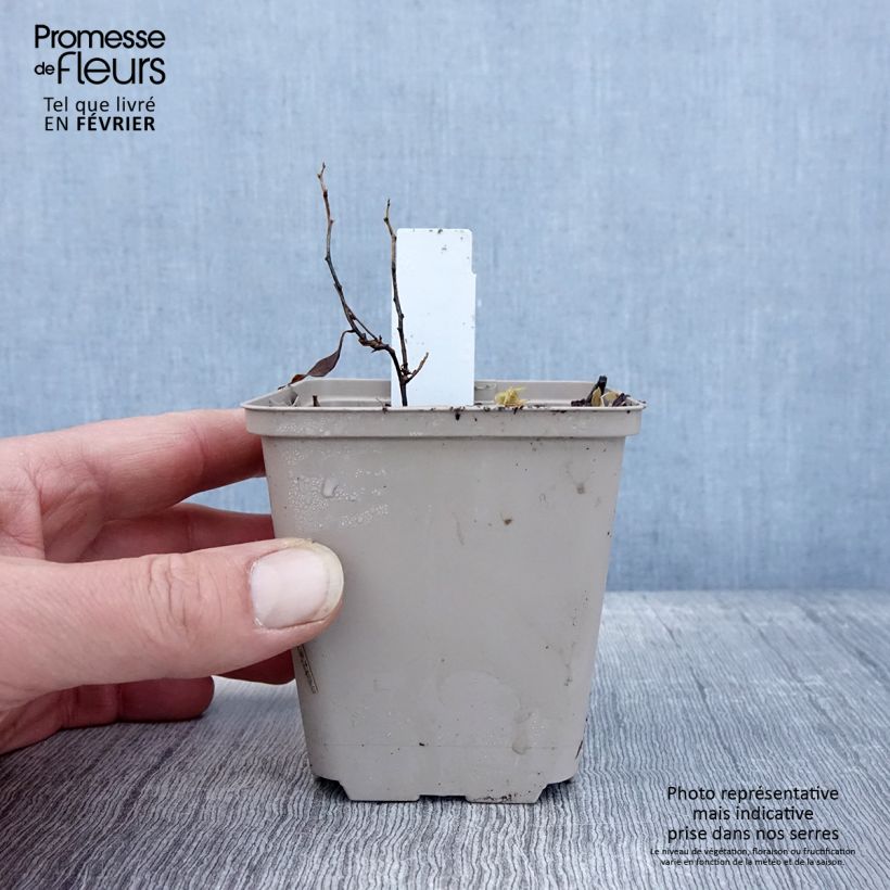 Amostra de Amsonia tabernaemontana Storm Cloud Vaso de 8/9 cm tal como entregue no inverno