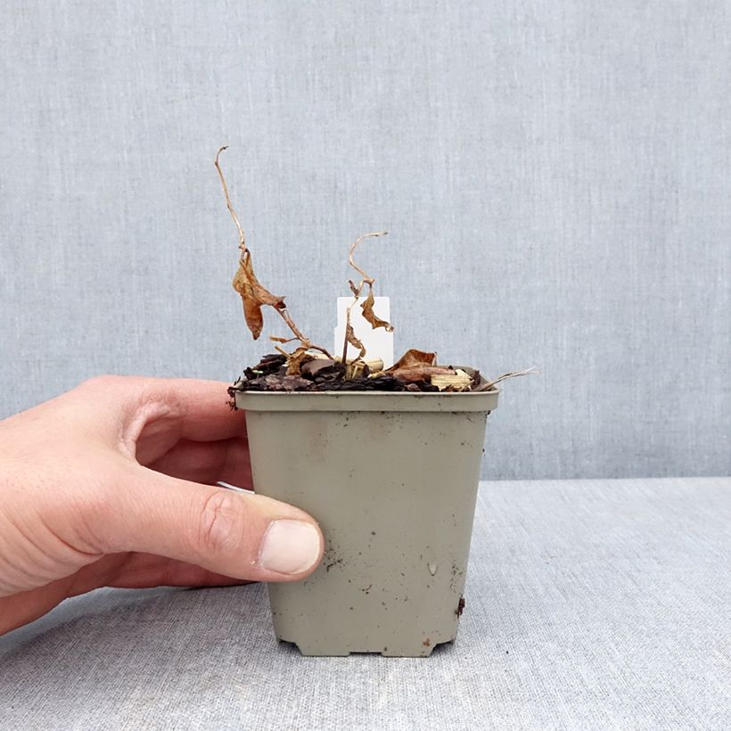 Amostra de Amsonia tabernaemontana Storm Cloud Vaso de 8/9 cm tal como entregue na primavera