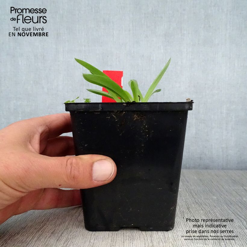 Amostra de Anacamptis sancta, Orchis sacré - Orchidée vivace Pot de 1,5L/2L tal como entregue no outono