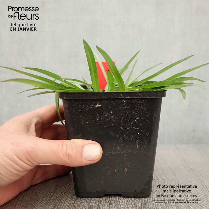 Amostra de Anacamptis sancta, Orchis sacré - Orchidée vivace Pot de 1,5L/2L tal como entregue no inverno