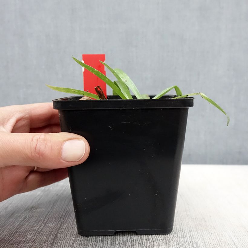 Amostra de Anacamptis sancta Vaso de 1,5 L/2 L tal como entregue na primavera