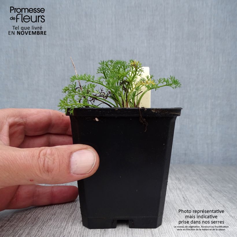 Amostra de Anacyclus pyrethrum var. depressus Vaso de 8/9 cm tal como entregue no outono