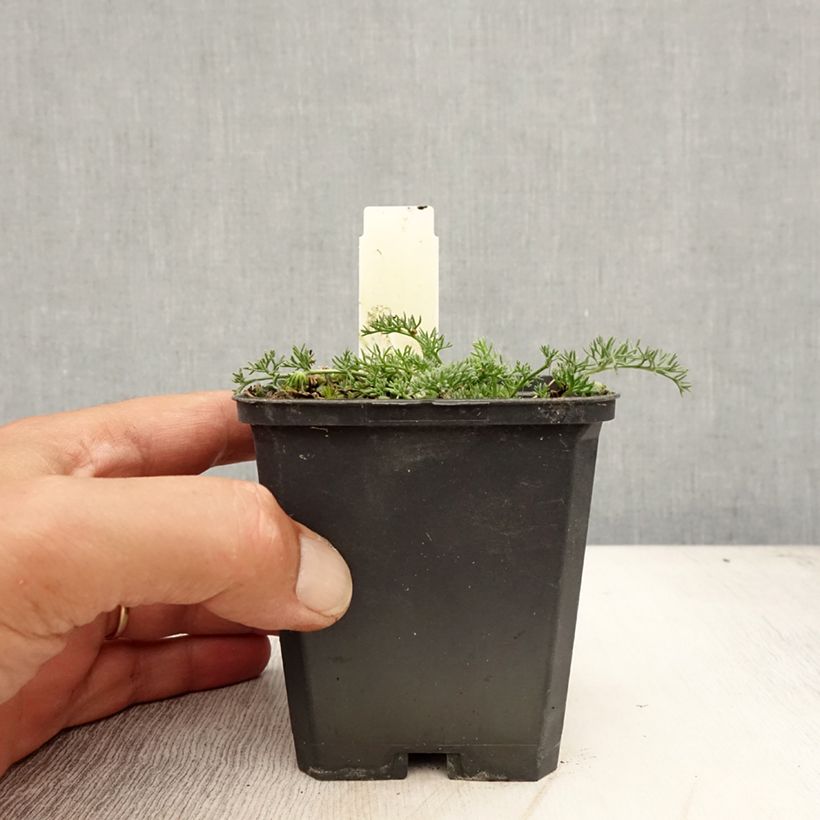 Amostra de Anacyclus pyrethrum var. depressus Vaso de 8/9 cm tal como entregue no verão