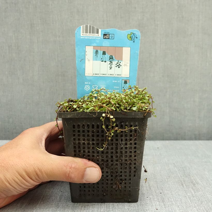 Amostra de Anagallis tenella Vaso de 1 L/1,5 L tal como entregue no verão