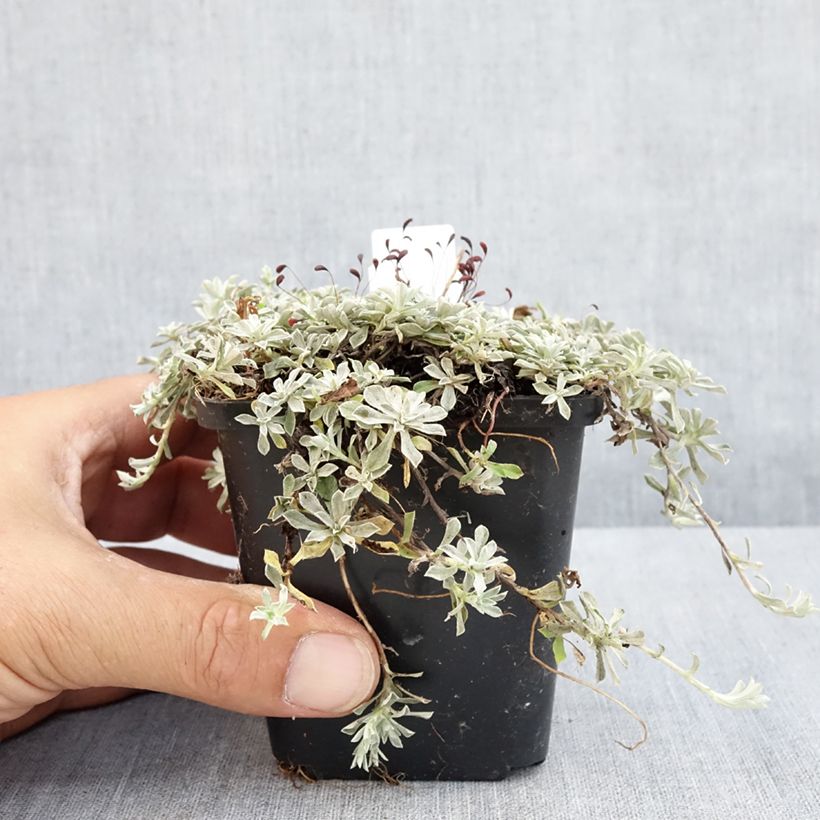 Amostra de Anaphalis alpicola Vaso de 8/9 cm tal como entregue no verão
