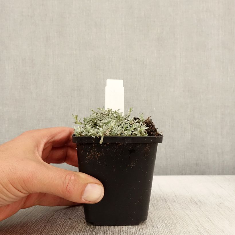 Amostra de Anaphalis alpicola Vaso de 8/9 cm tal como entregue no outono