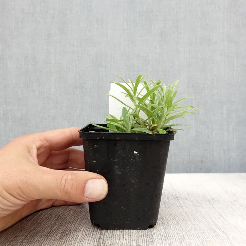 Amostra de Anaphalis margaritacea Neuschnee Vaso de 8/9 cm tal como entregue no outono