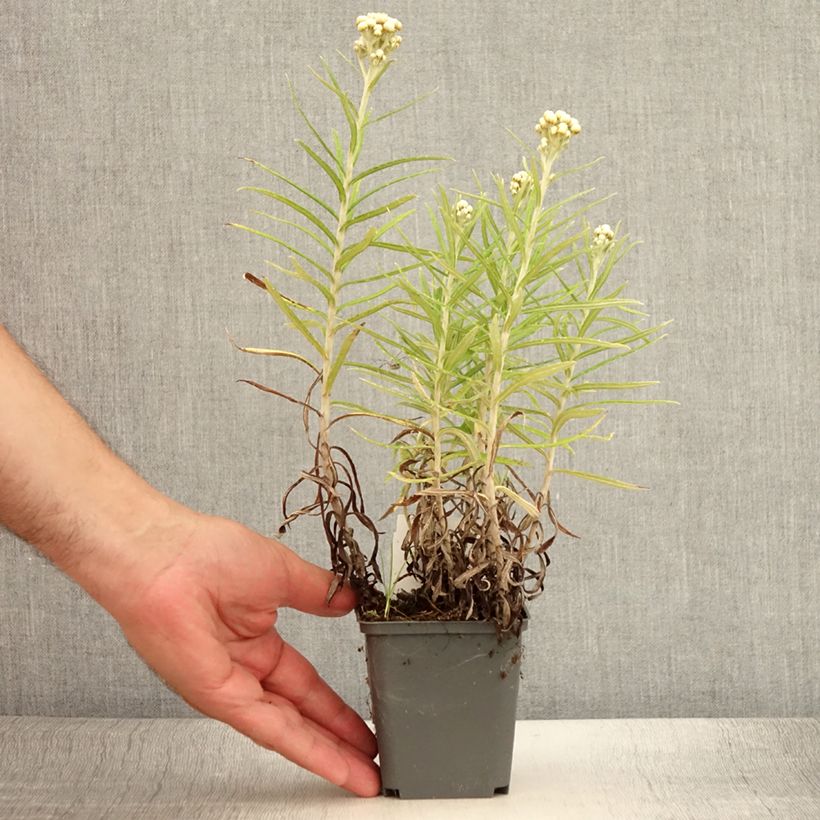 Amostra de Anaphalis margaritacea Neuschnee Vaso de 8/9 cm tal como entregue no verão