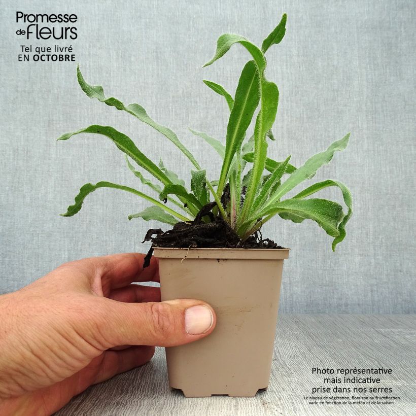 Amostra de Anchusa azurea Dropmore Vaso de 8/9 cm tal como entregue no outono
