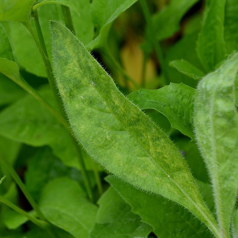 Anchusa azurea Loddon Royalist (Folhagem)