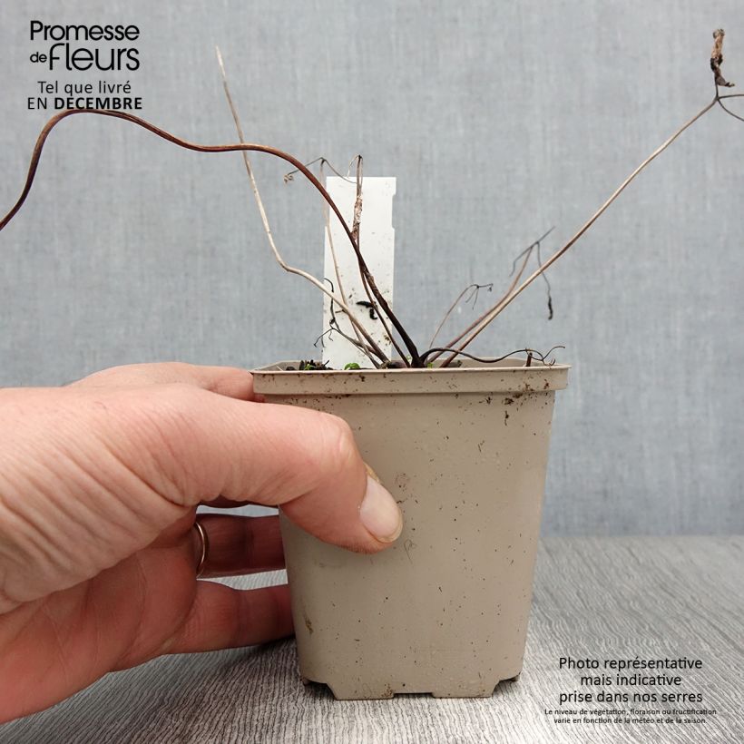 Amostra de Aquilégia atrata Vaso de 8/9 cm tal como entregue no outono