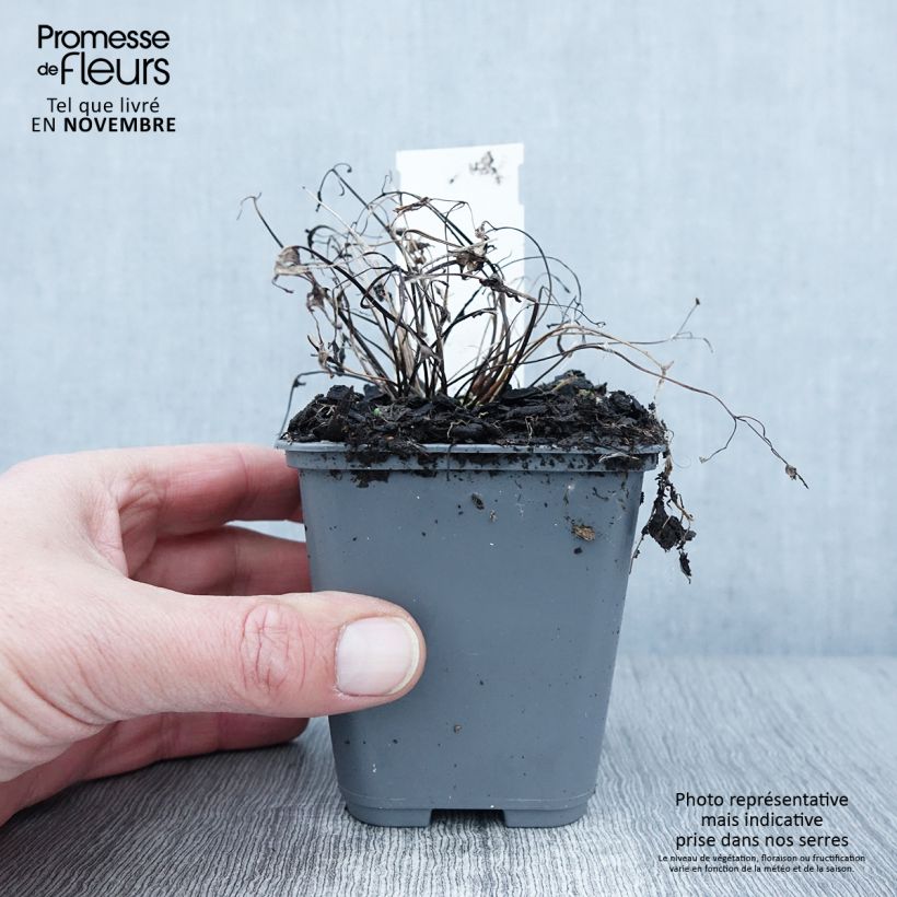 Amostra de Aquilégia sibirica Vaso de 8/9 cm tal como entregue no outono