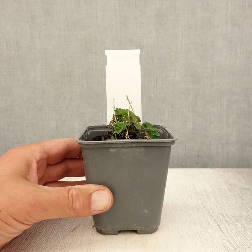 Amostra de Aquilégia sibirica Vaso de 8/9 cm tal como entregue no verão