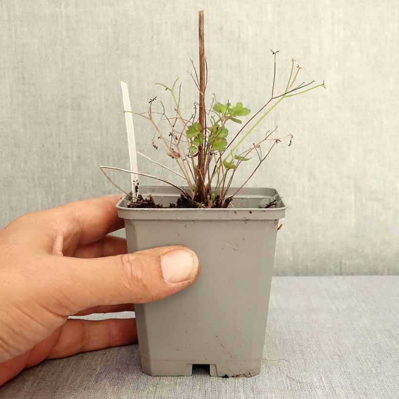 Amostra de Aquilégia coerulea Vaso de 8/9 cm tal como entregue no verão