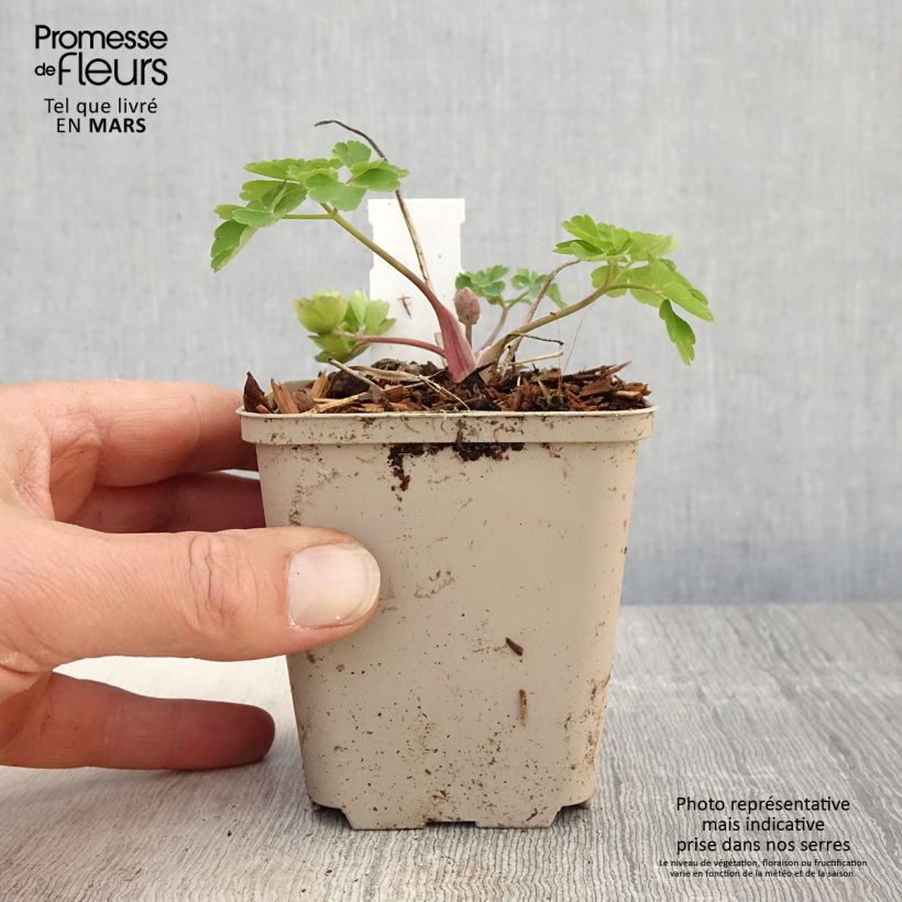 Amostra de Aquilégia vulgaris Clementine Blue Vaso de 8/9 cm tal como entregue na primavera