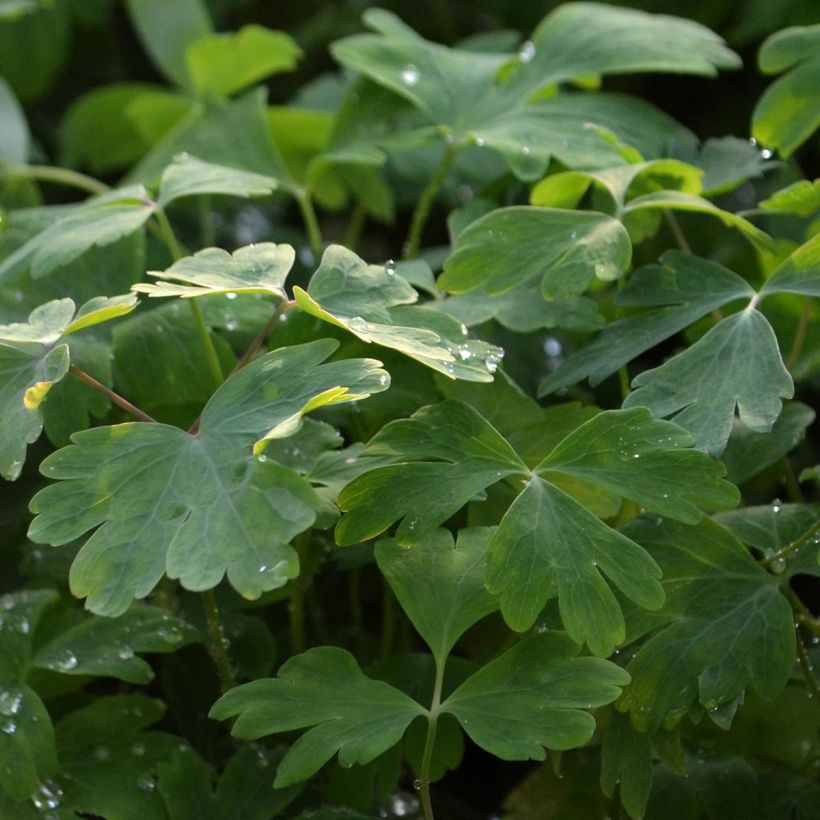 Aquilégia vulgaris Crimson Star (Folhagem)