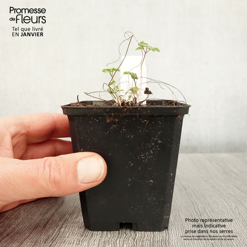 Amostra de Ancolie Crimson Star (rouge et blanche) - Aquilegia vulgaris Vaso de 8/9 cm tal como entregue no inverno