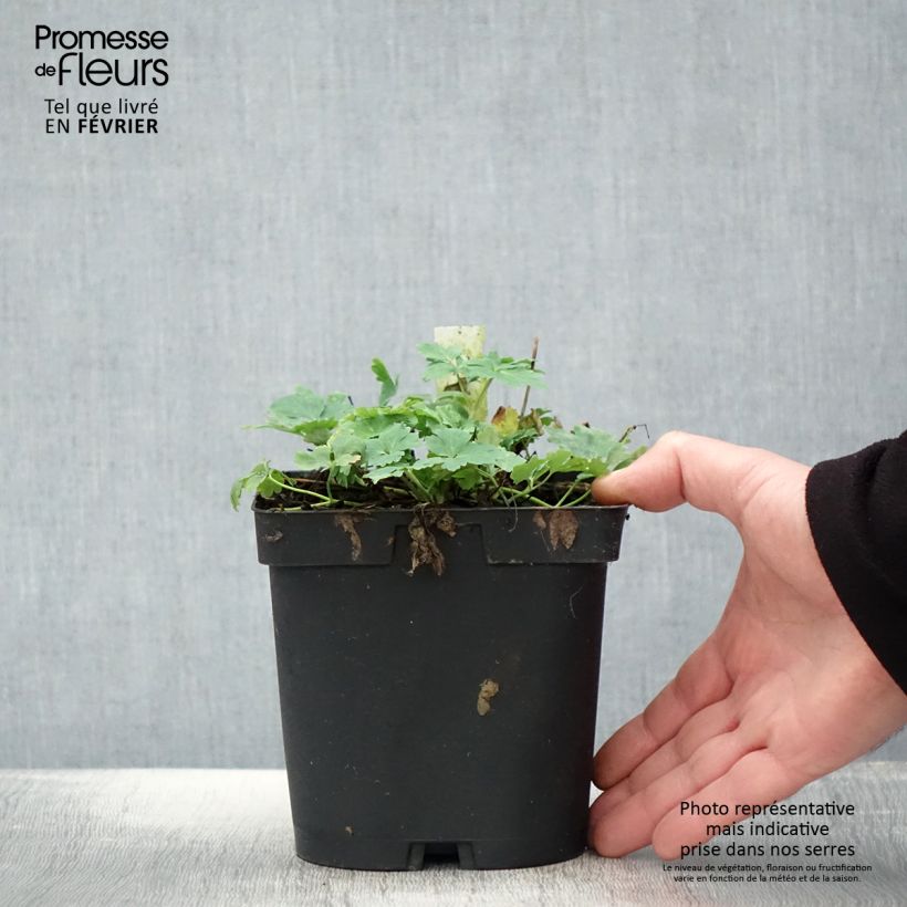 Amostra de Ancolie Crimson Star (rouge et blanche) - Aquilegia vulgaris Vaso de 2 L/3 L tal como entregue no inverno