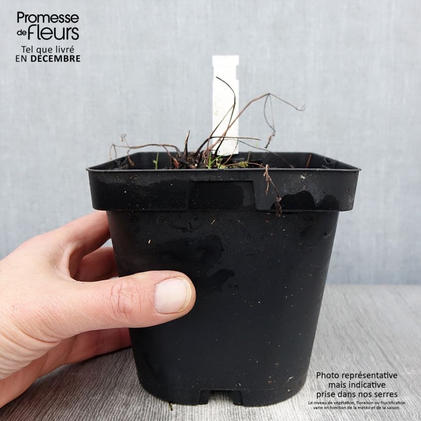 Amostra de Aquilégia alpina Vaso de 2 L/3 L tal como entregue no outono