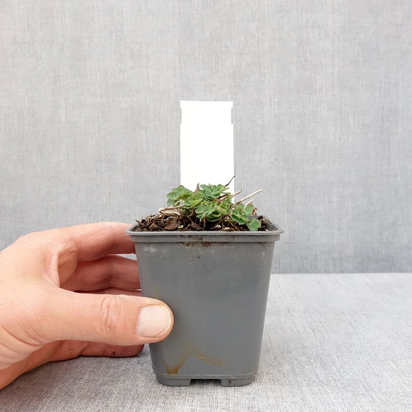 Amostra de Aquilégia vulgaris Winky White and White Vaso de 8/9 cm tal como entregue na primavera