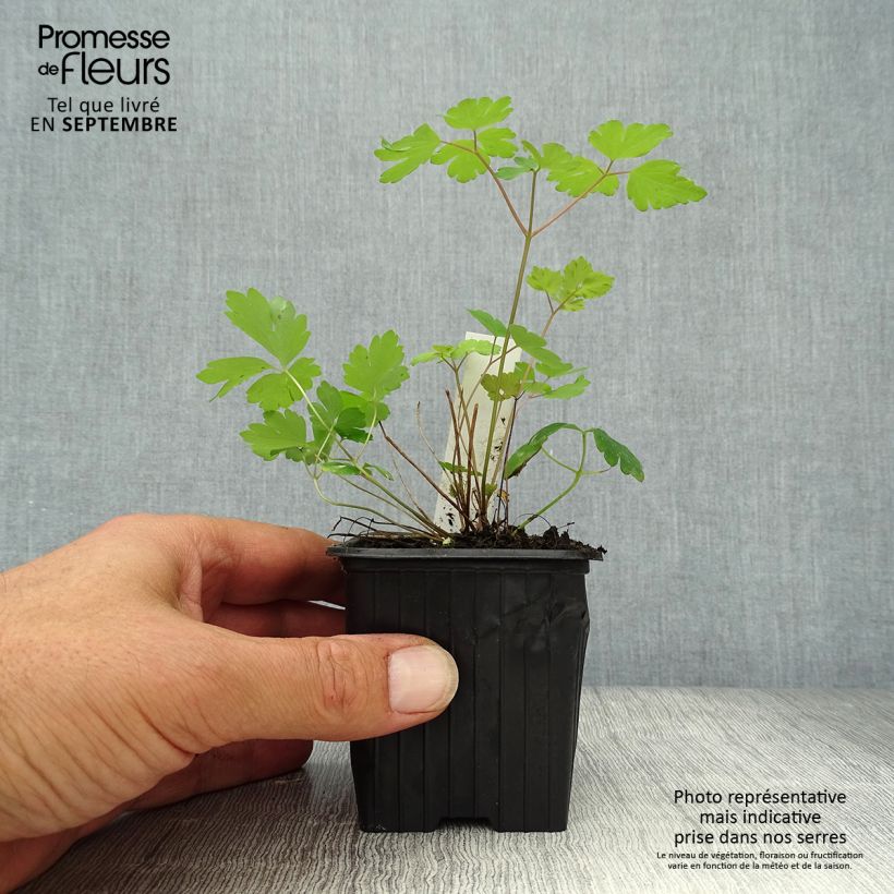 Amostra de Aquilégia canadensis Vaso de 8/9 cm tal como entregue no outono