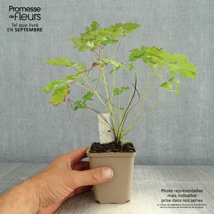 Amostra de Aquilégia canadensis Little Lanterns Vaso de 8/9 cm tal como entregue no verão