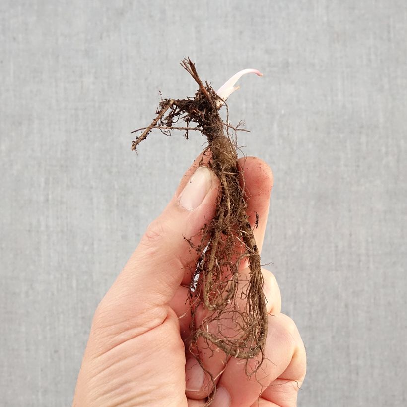 Amostra de Aquilégia vulgaris var. stellata Black Barlow Raízes nuas tal como entregue no inverno