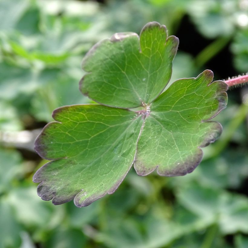 Aquilégia vulgaris Blue Barlow (Folhagem)