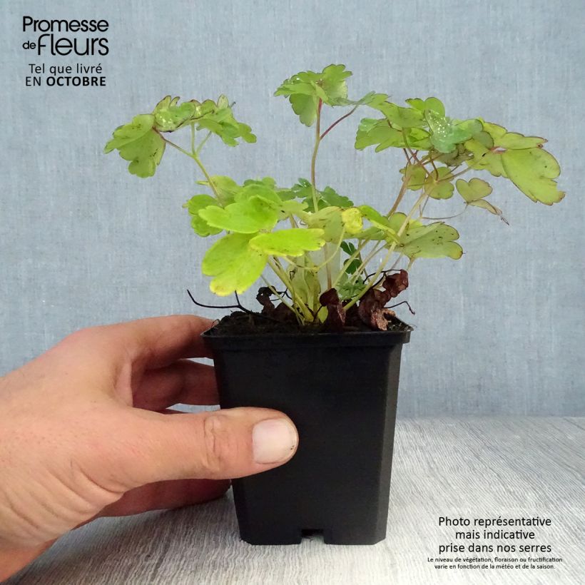 Amostra de Aquilégia flabellata Ministar Vaso de 8/9 cm tal como entregue no outono