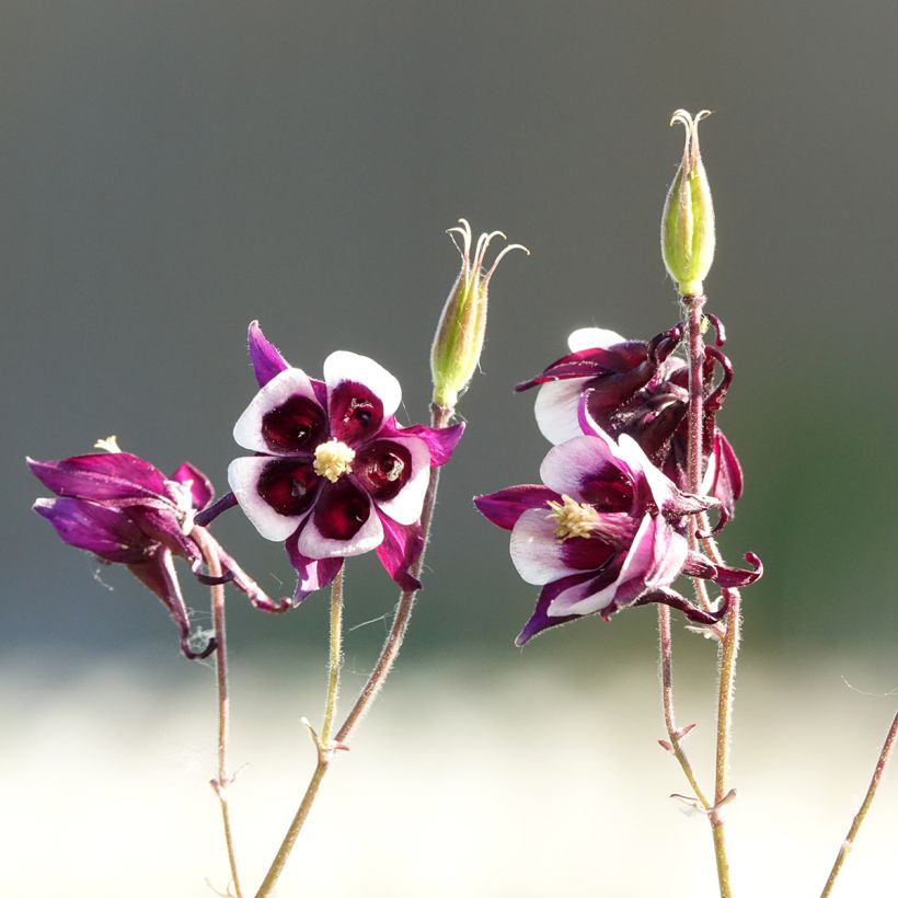 Aquilégia vulgaris William Guiness (Floração)