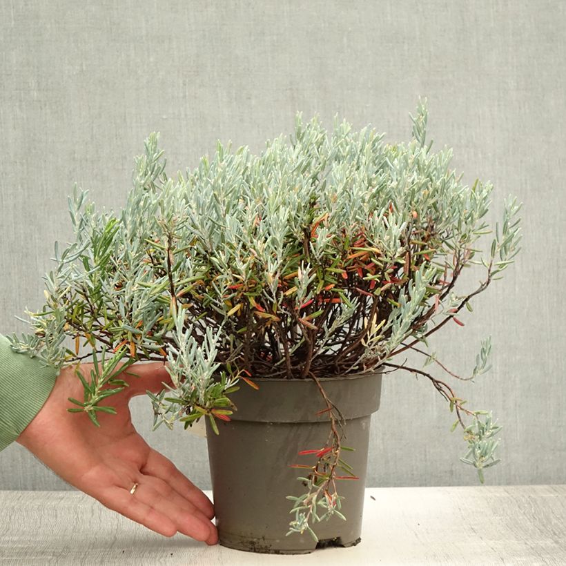 Amostra de Andromeda polifolia Blue Lagoon Vaso de 2 L/3 L tal como entregue no verão