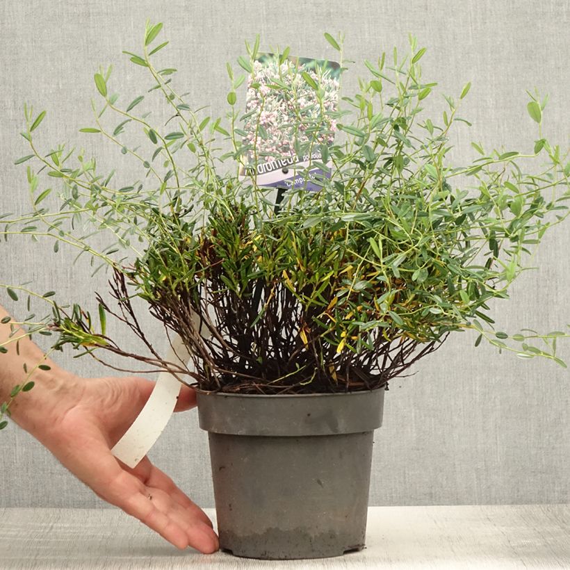 Amostra de Andromeda polifolia Compacta Vaso de 2 L/3 L tal como entregue no verão