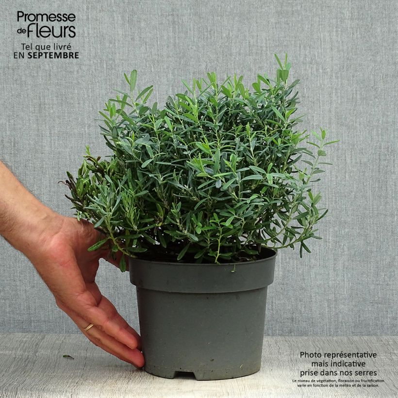 Amostra de Andromeda polifolia Blue Ice Vaso de 2 L/3 L tal como entregue no outono