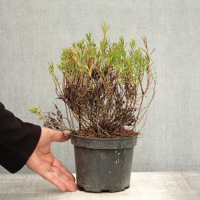 Amostra de Andromeda polifolia Nikko Vaso de 2 L/3 L tal como entregue no outono
