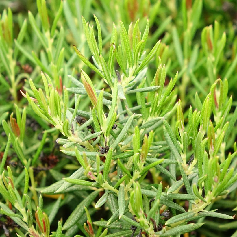 Andromeda polifolia Nikko (Folhagem)