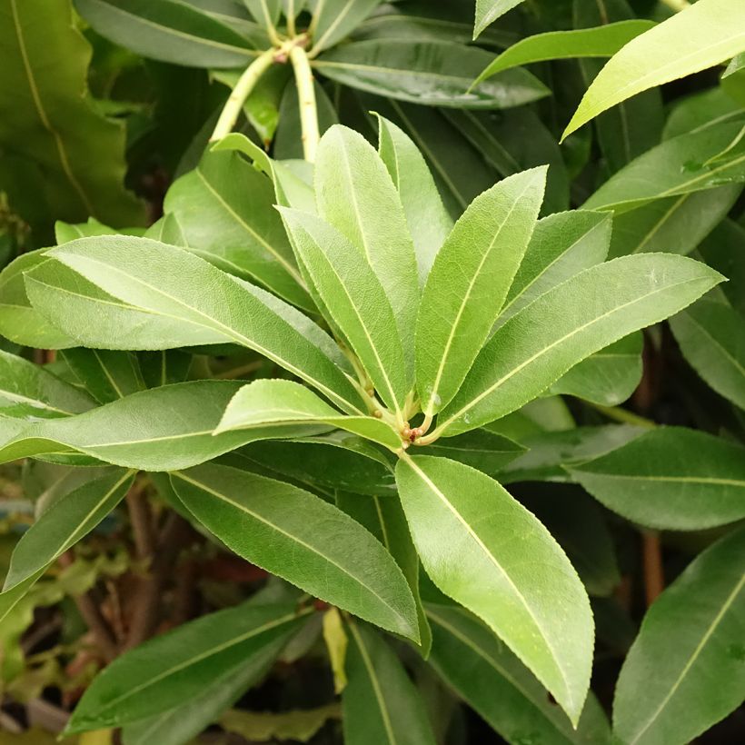 Pieris formosa var. forrestii (Folhagem)