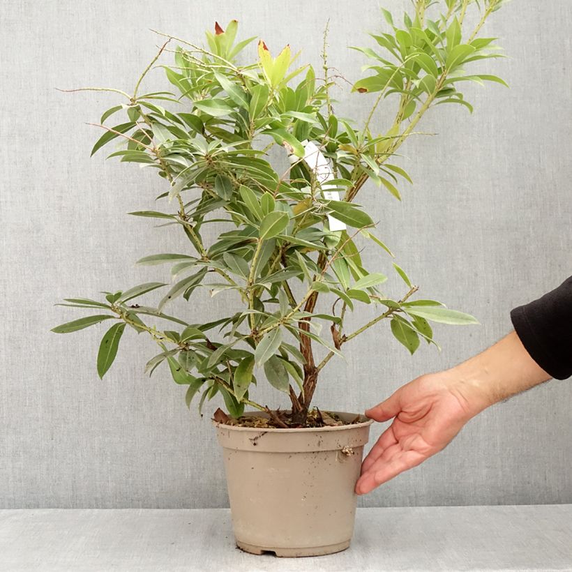 Amostra de Pieris formosa var. forrestii Vaso de 4 L/5 L tal como entregue no verão