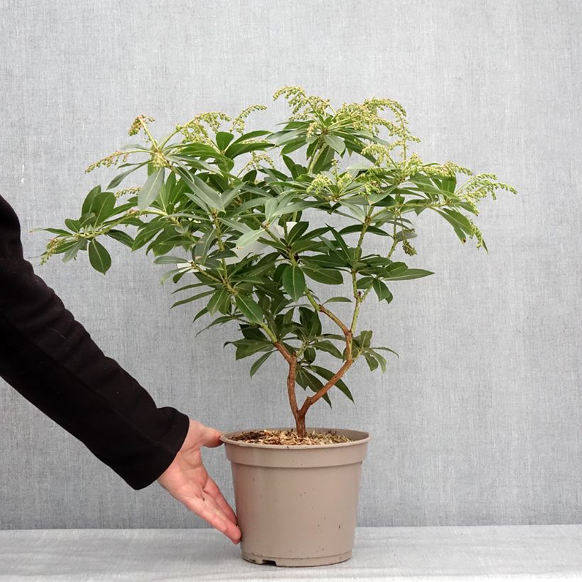 Amostra de Andromède de Formose - Pieris formosa var. forrestii Vaso de 4 L/5 L tal como entregue no inverno