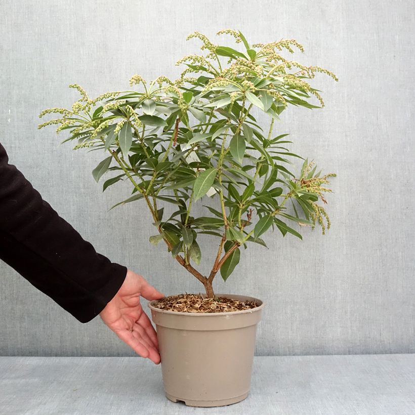 Amostra de Pieris formosa var. forrestii Vaso de 4 L/5 L tal como entregue na primavera