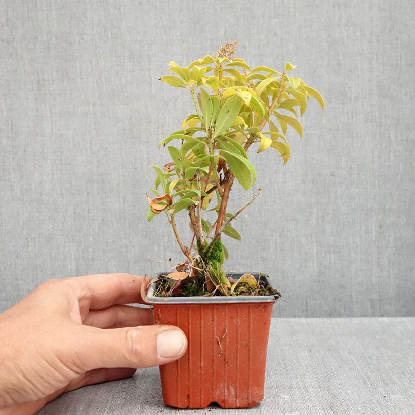 Amostra de Pieris japonica Bonfire Vaso de 8/9 cm tal como entregue no outono