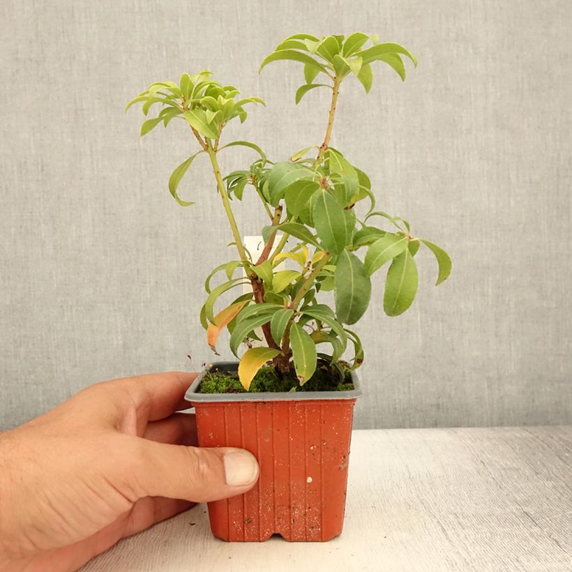 Amostra de Pieris japonica Bonfire Vaso de 8/9 cm tal como entregue no verão