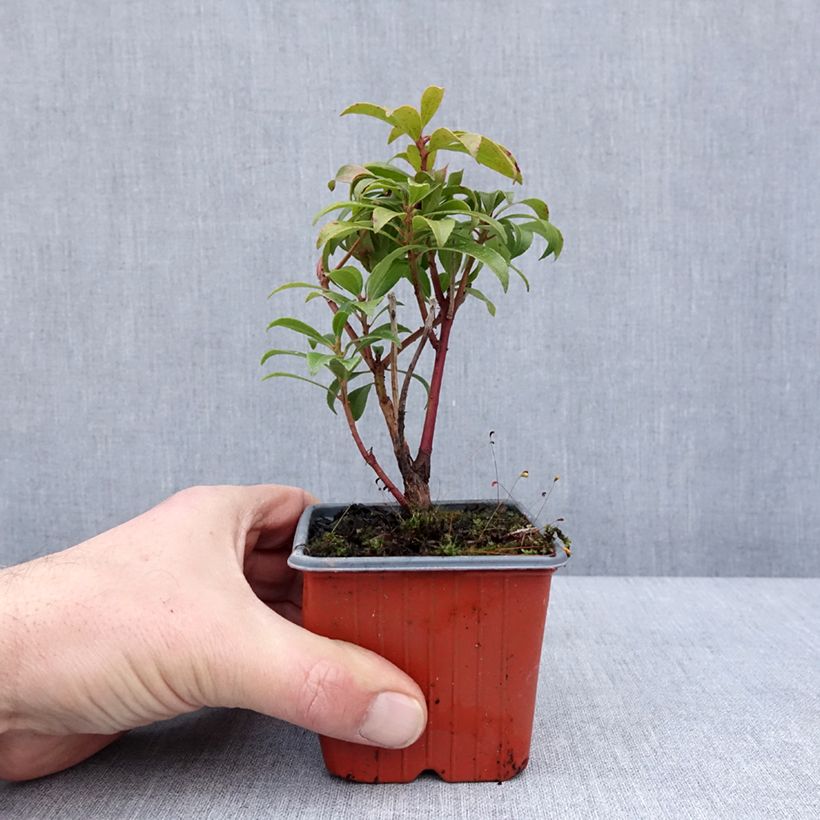 Amostra de Pieris japonica Bonfire Vaso de 8/9 cm tal como entregue no inverno