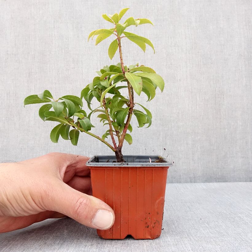 Amostra de Pieris japonica Bonfire Vaso de 8/9 cm tal como entregue na primavera