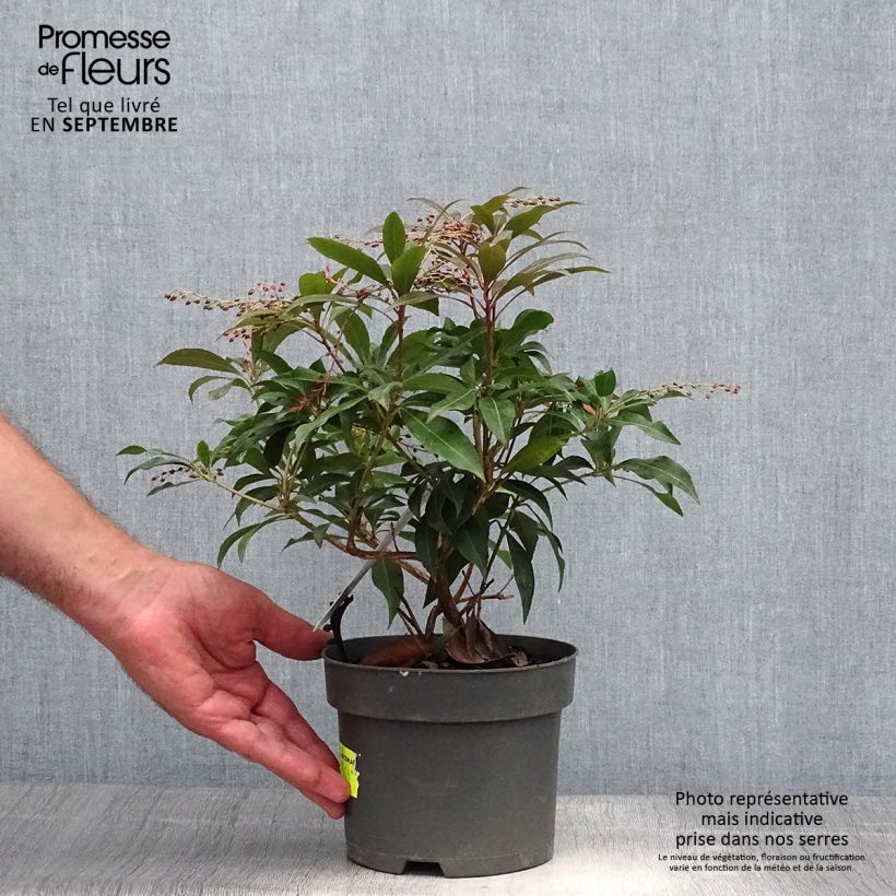 Amostra de Pieris japonica Katsura Vaso de 2 L/3 L tal como entregue no outono