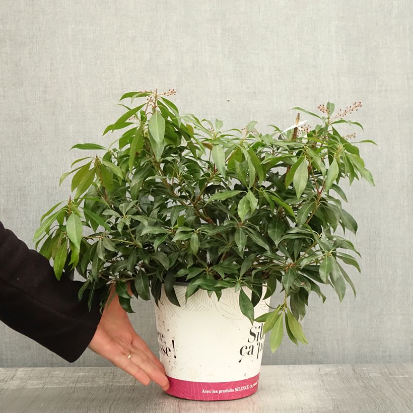 Amostra de Pieris japonica Katsura Vaso de 4 L/5 L tal como entregue no outono