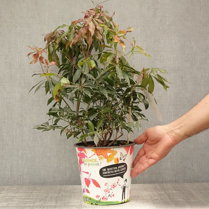 Amostra de Pieris japonica Katsura Vaso de 4 L/5 L tal como entregue no verão