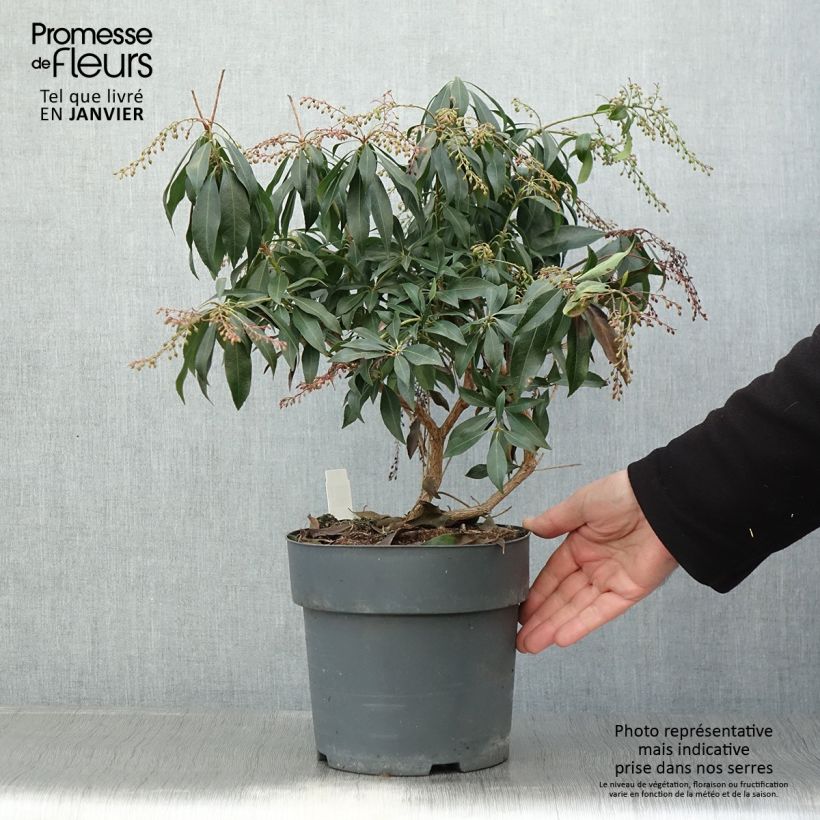 Amostra de Pieris japonica Katsura Vaso de 4 L/5 L tal como entregue no inverno