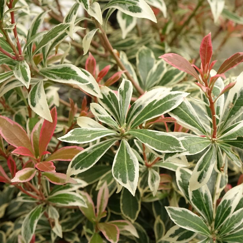 Pieris japonica Little Frosty (Folhagem)