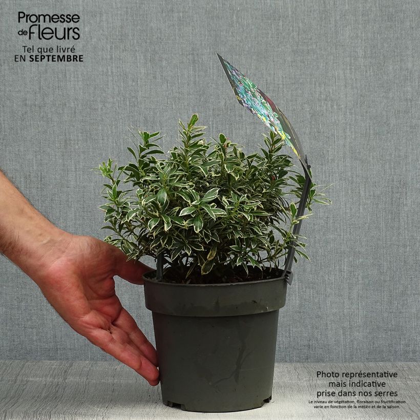 Amostra de Pieris japonica Little Frosty Vaso de 2 L/3 L tal como entregue no outono